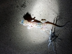 Pachydactylus rangei