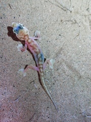Pachydactylus rangei