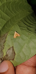 Lepidoptera