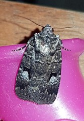 Thoracolopha flexirena