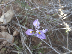 Moraea tripetala tripetala
