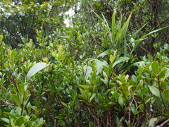 Smilax nervomarginata