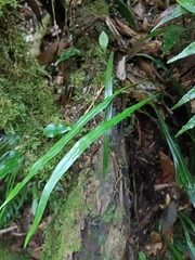 Haplopteris flexuosa, photograph (c) Yinling Chen, some rights reserved (CC BY)