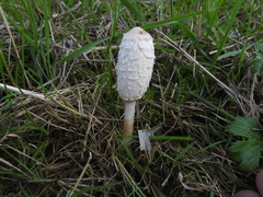 Coprinus comatus