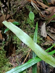 Haplopteris flexuosa, photograph (c) Yinling Chen, some rights reserved (CC BY)