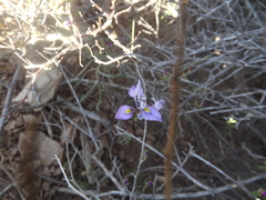 Moraea tripetala tripetala