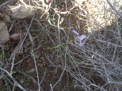 Moraea tripetala tripetala