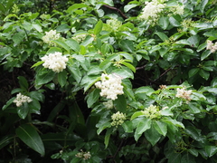 Ehretia acuminata obovata