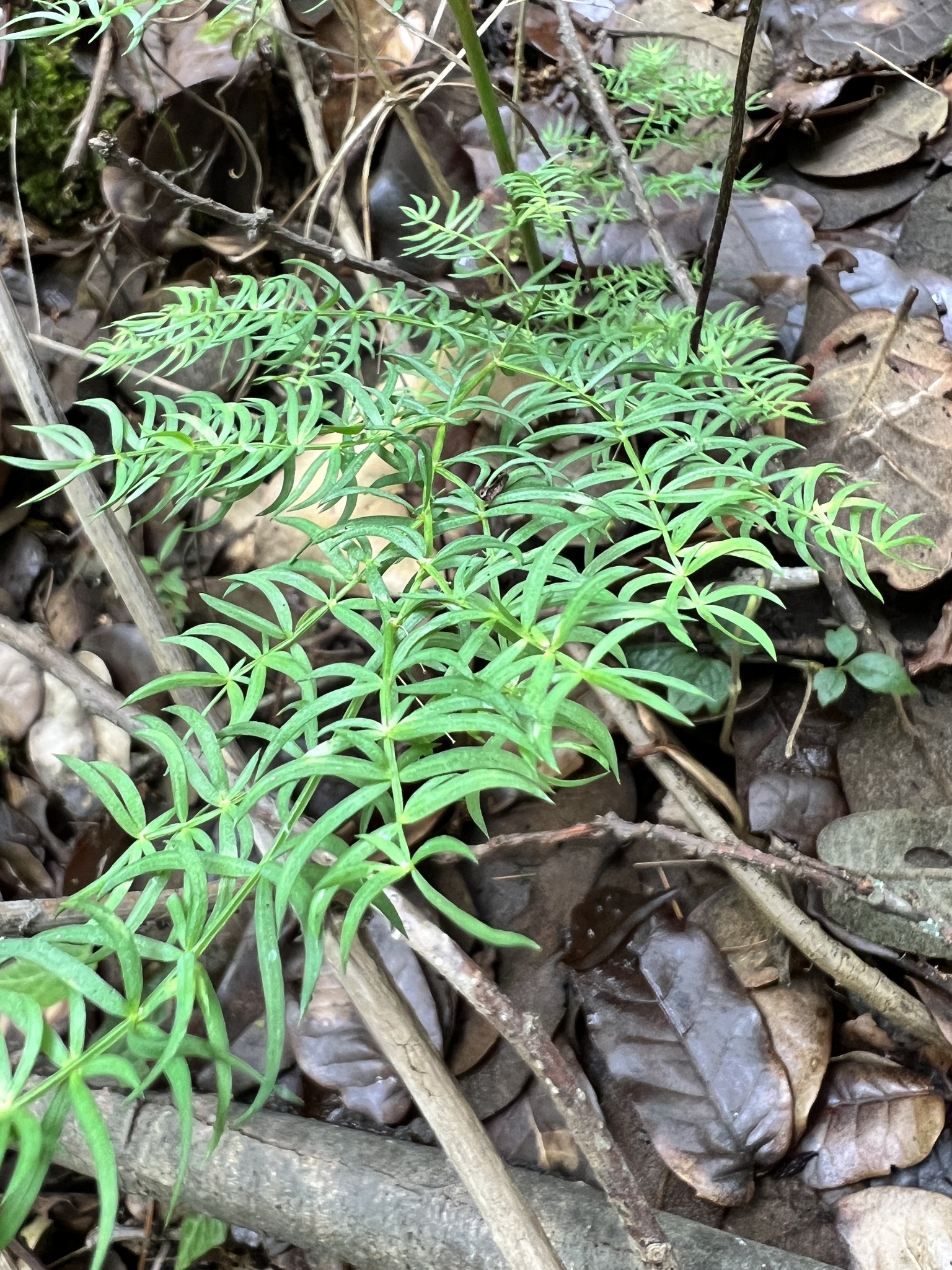Asparagus fern