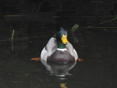 Anas platyrhynchos