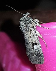 Thoracolopha flexirena