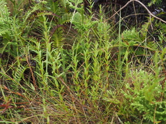 Gonocarpus chinensis