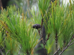 Pinus luchuensis