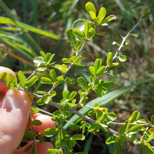 Greenheart ebony (Rochefortia acanthophora)
