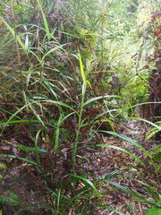 Scleria terrestris