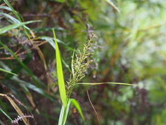 Scleria terrestris