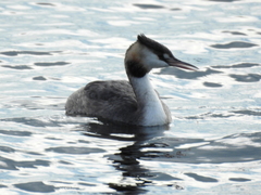 Podiceps cristatus