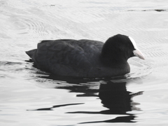Fulica atra