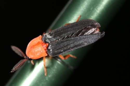 Pleotomus nigripennis