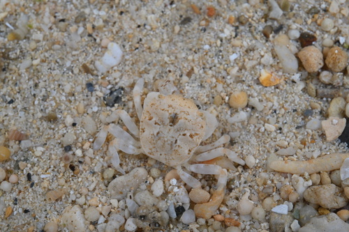 Scutumara laniger in life