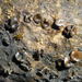 Sclerencoelia fraxinicola - Photo (c) Eugene Popov, algunos derechos reservados (CC BY), subido por Eugene Popov