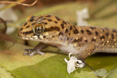 Pachydactylus affinis