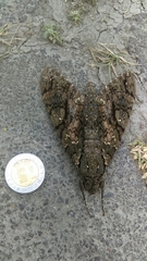 Cocytius antaeus