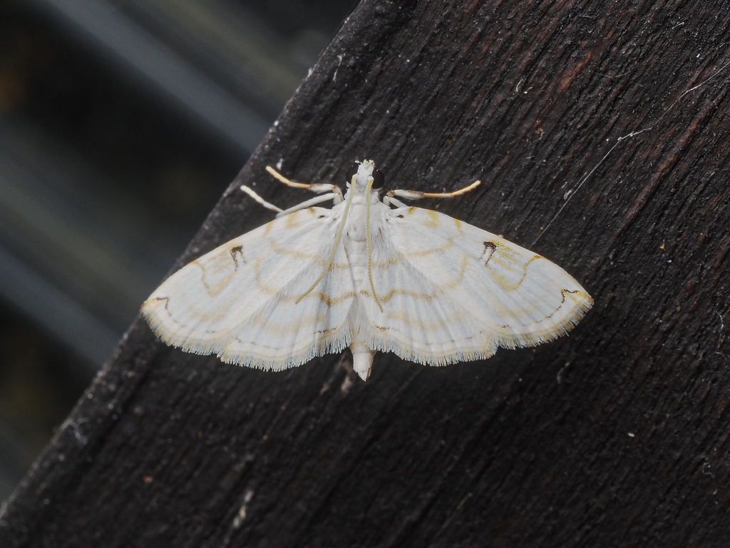 Neurophyseta randalis