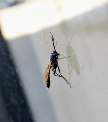 Ichneumon