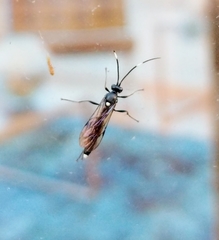 Ichneumon