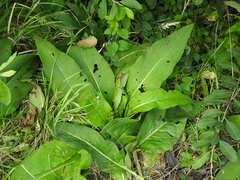 Symphytum officinale