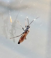 Ichneumon