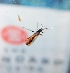 Ichneumon