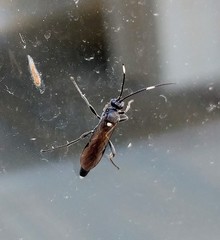Ichneumon
