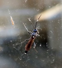 Ichneumon