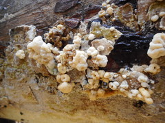 Nodulisporium cecidiogenes