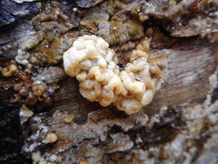 Nodulisporium cecidiogenes
