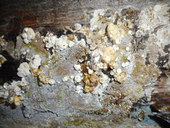 Nodulisporium cecidiogenes
