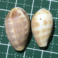 Pterygia dactylus