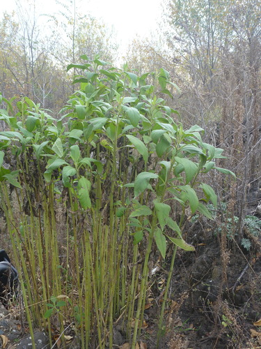 Bulvinė saulėgrąža nuotrauka