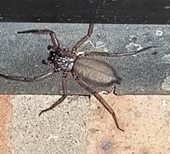 Morebilus plagusius