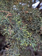 Cupressus torulosa, photograph (c) Sagnik Dutta Roy, some rights reserved (CC BY)