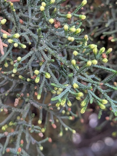 Cupressus torulosa, photograph 5