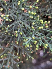 Cupressus torulosa, photograph (c) Sagnik Dutta Roy, some rights reserved (CC BY)