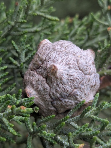 West Himalayan cypress (Cupressus torulosa)