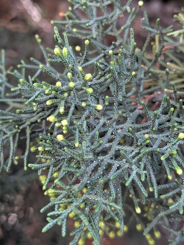 Cupressus torulosa, photograph 3