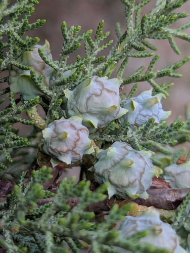 Cupressus torulosa, photograph 2