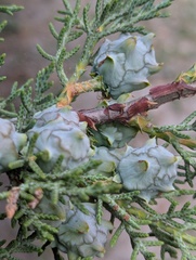 Cupressus torulosa, photograph (c) Sagnik Dutta Roy, some rights reserved (CC BY)