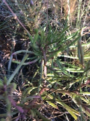 Phemeranthus mengesii