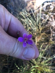 Phemeranthus mengesii